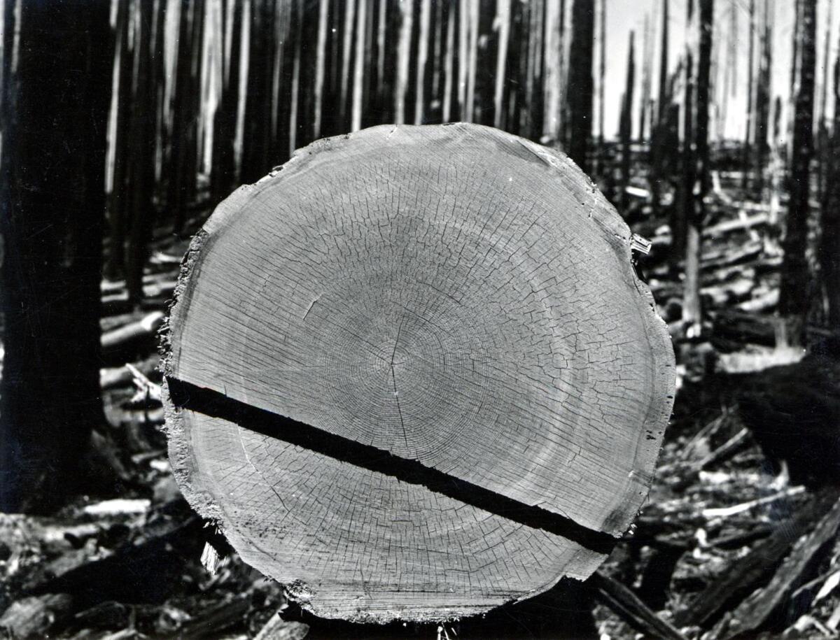 schwarzweisses Foto eines abgeschnittenen Baumstamms, der am Ende durchgeschnitten ist